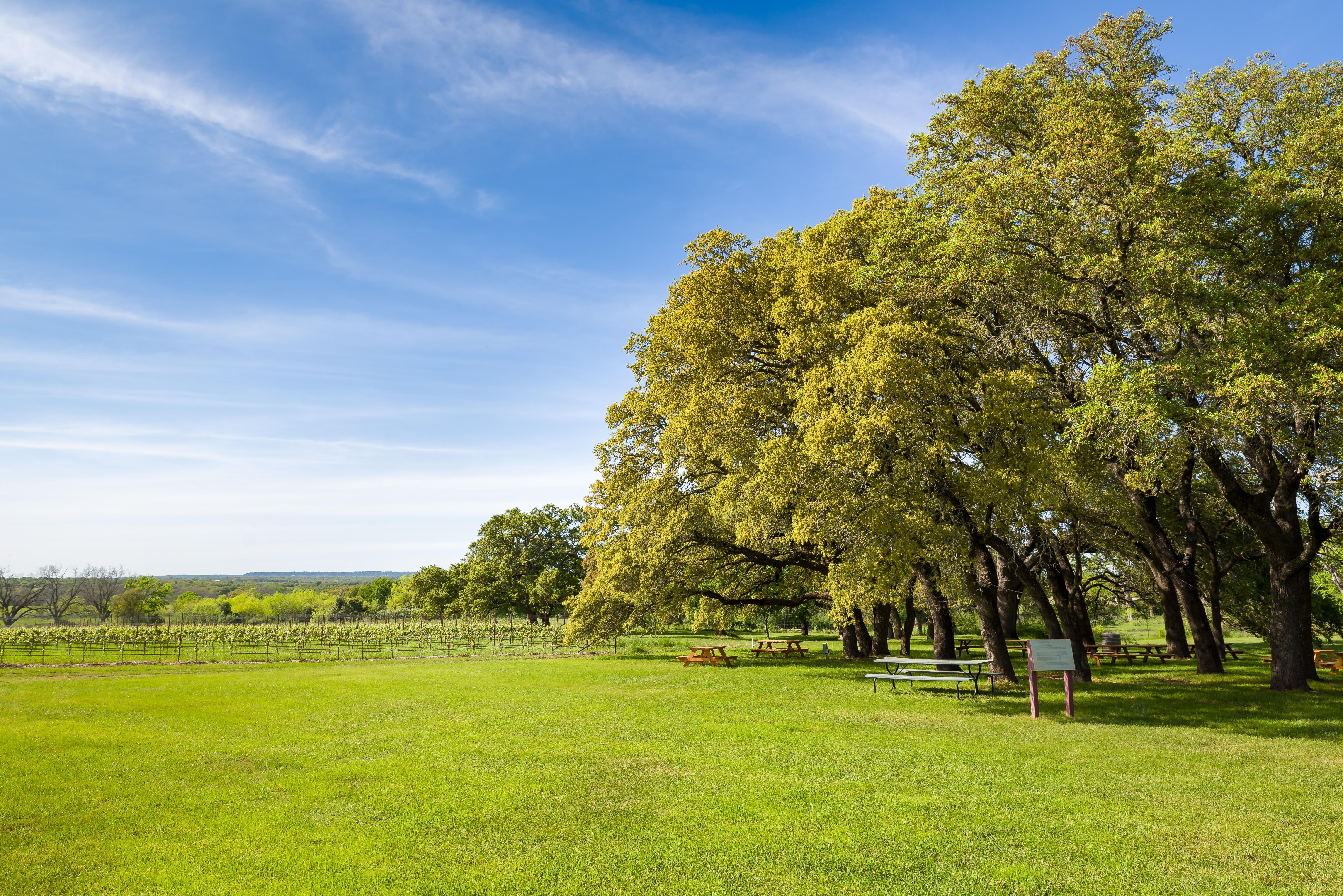 texas hill country vineyard on a sunny day c5d163dc93bc5b664ff0