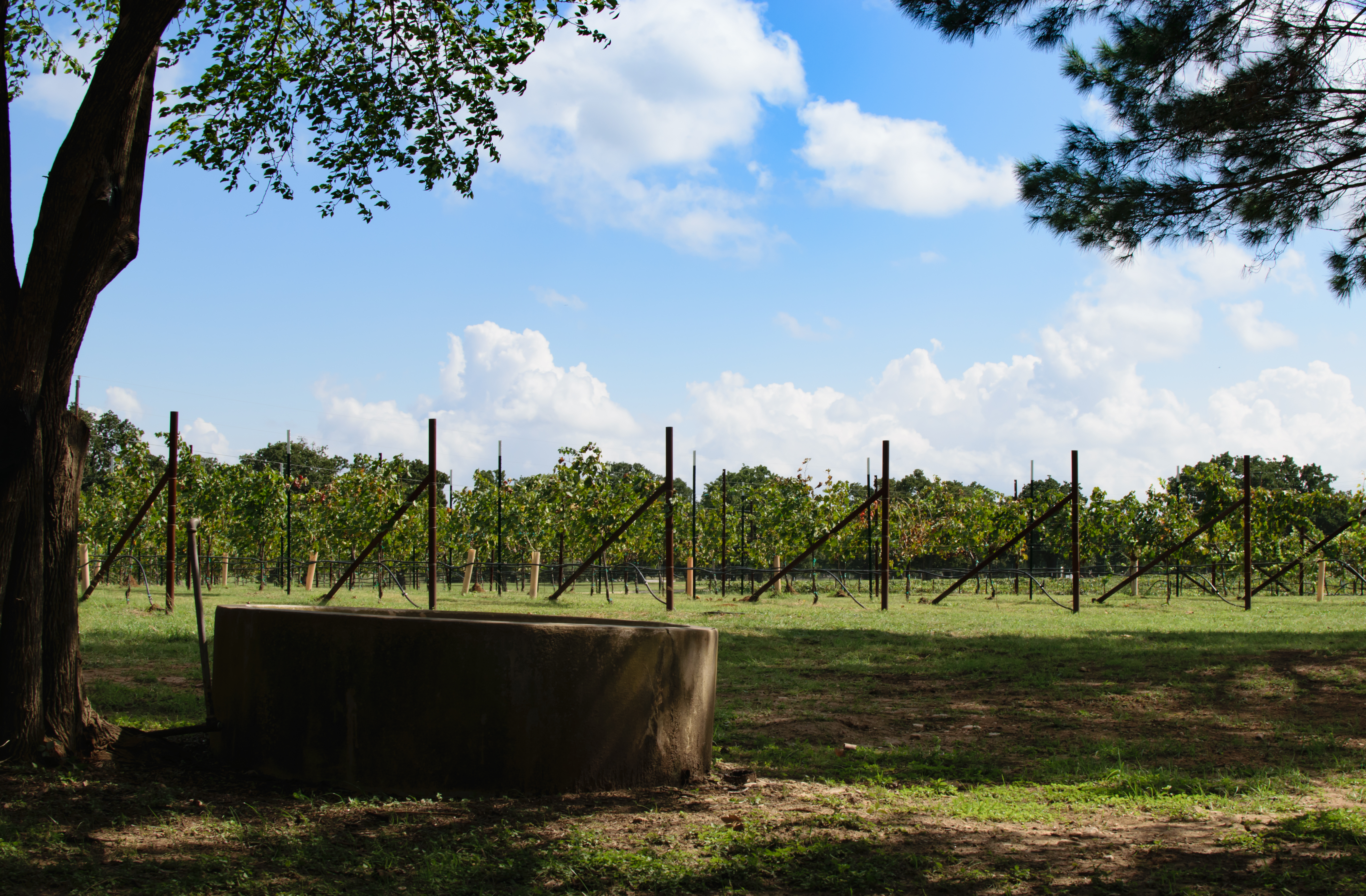 texas wine country vineyard f246bc519c726cbc575d