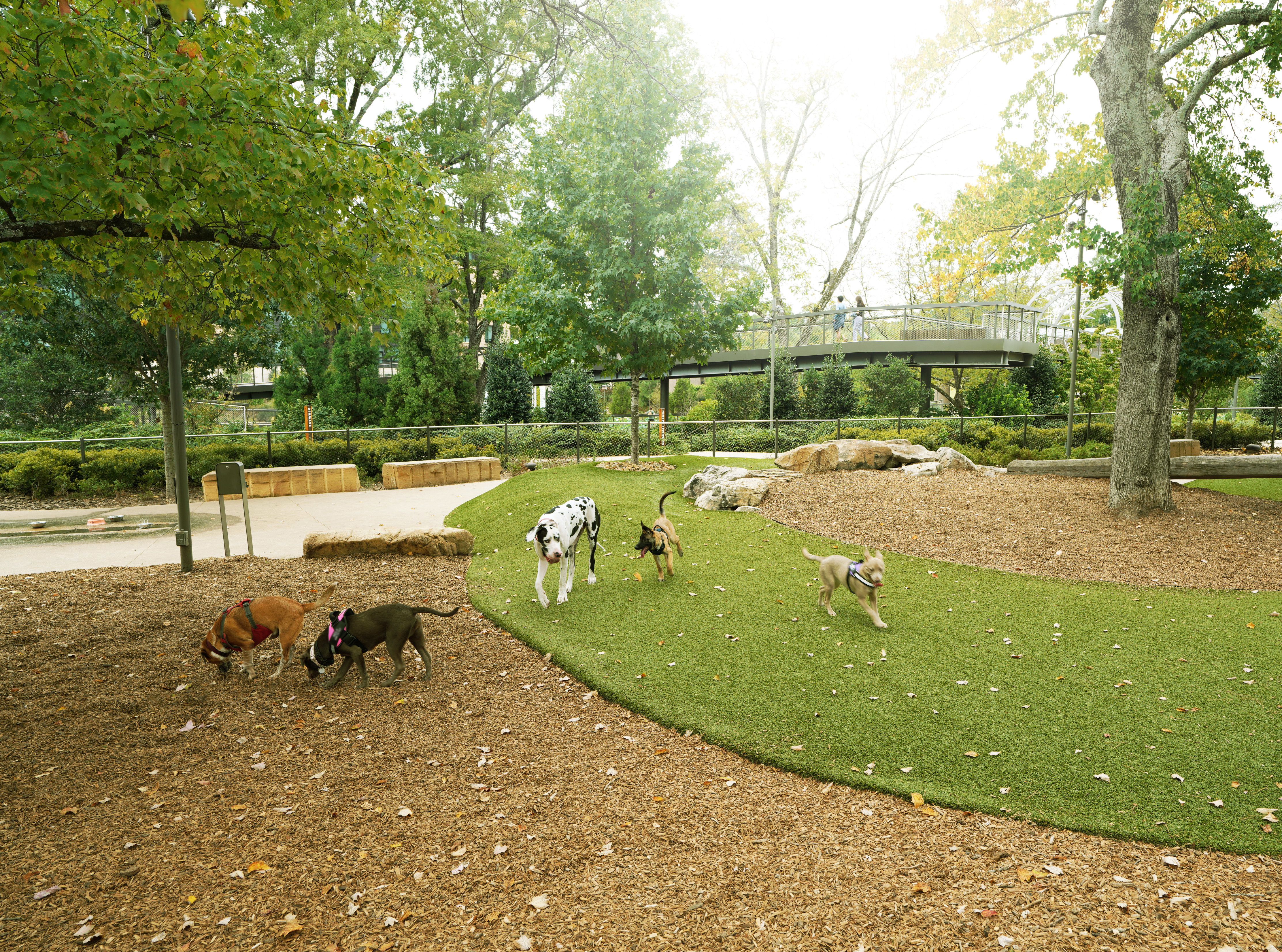 Best Pet Sitting Service in Tallahassee