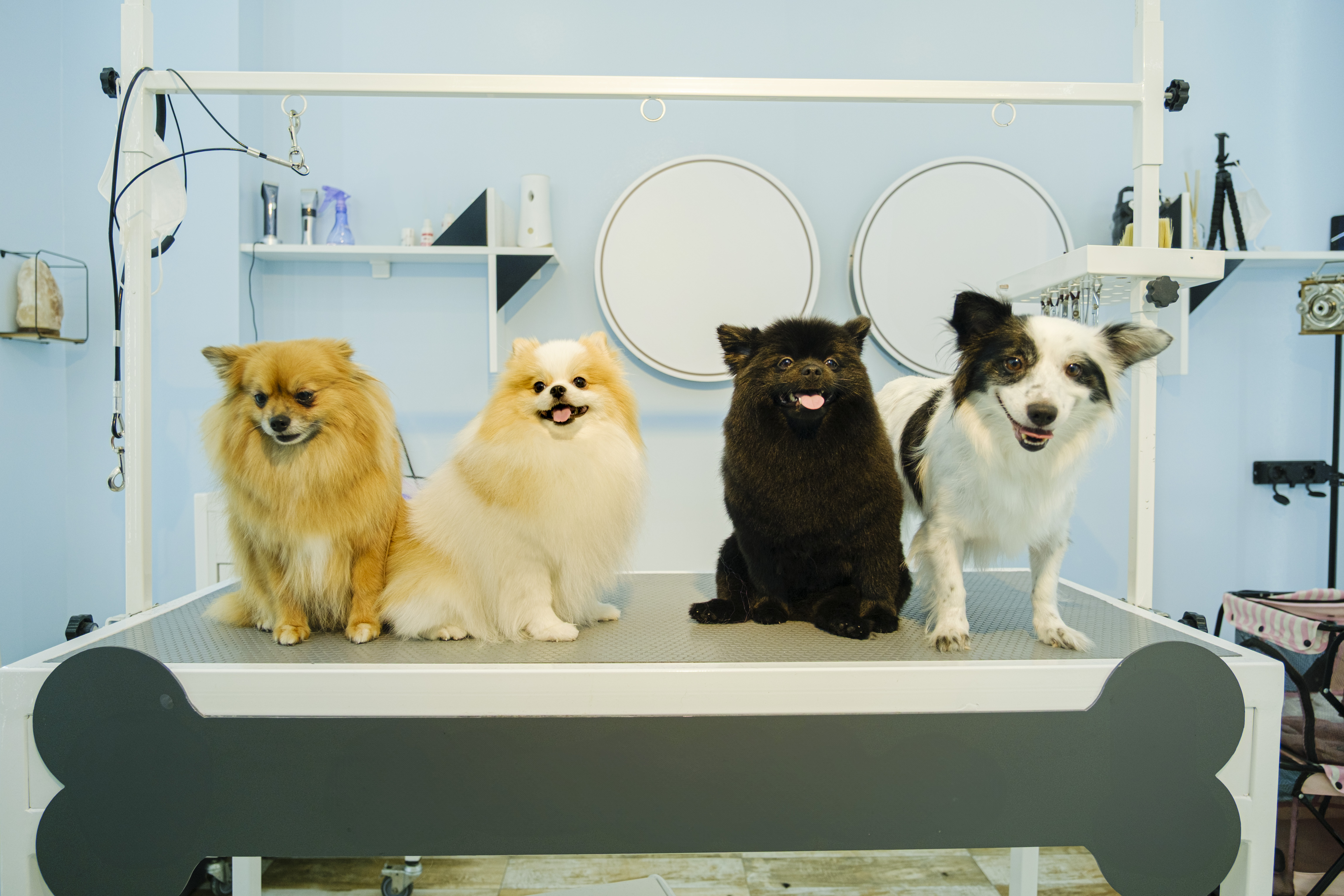 In-Home Pet Sitting Tallahassee