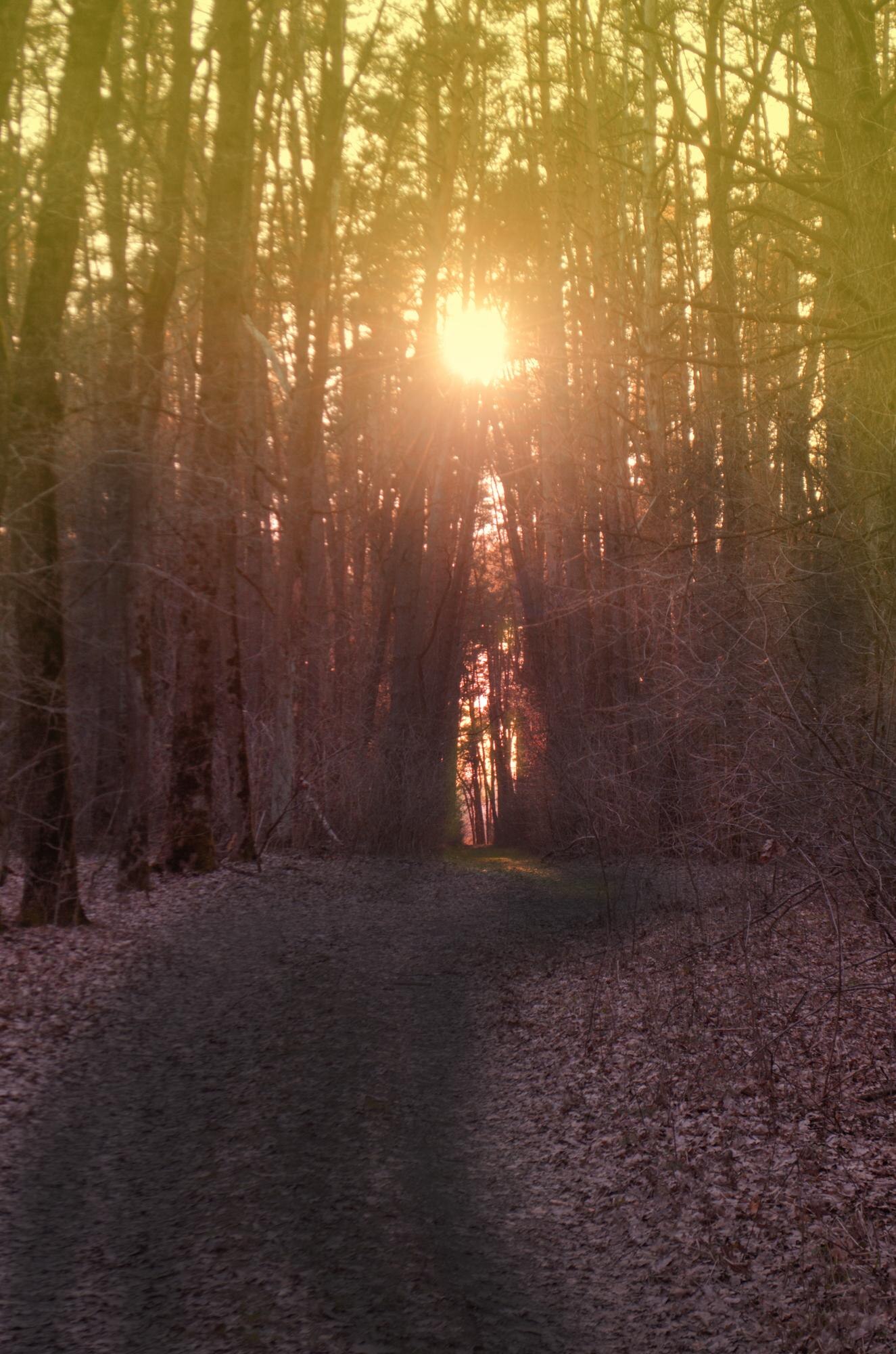 the road passing through dark mystical atmosphere 5f5c58a4babf233b348e