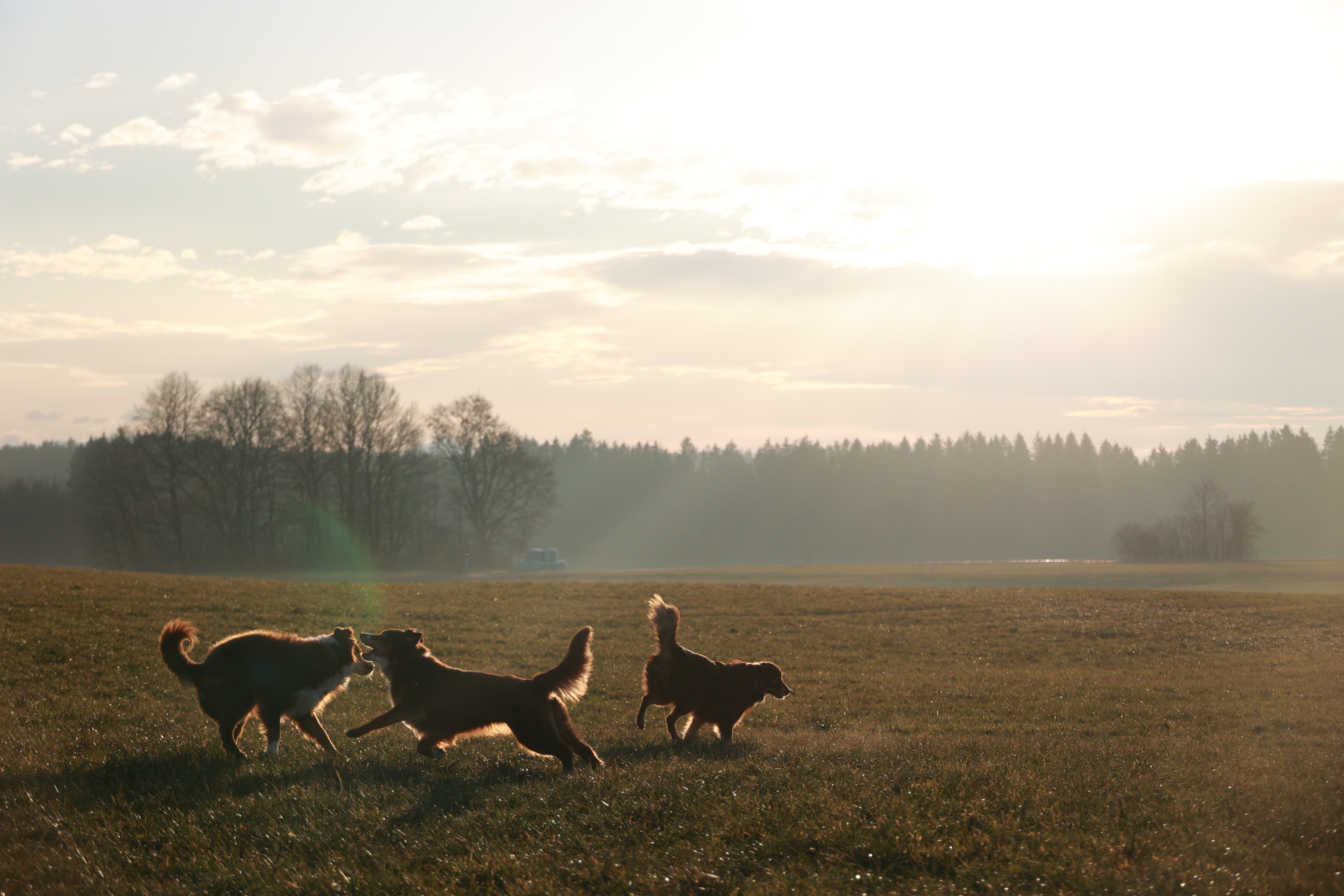 vacation pet sitter Tallahassee