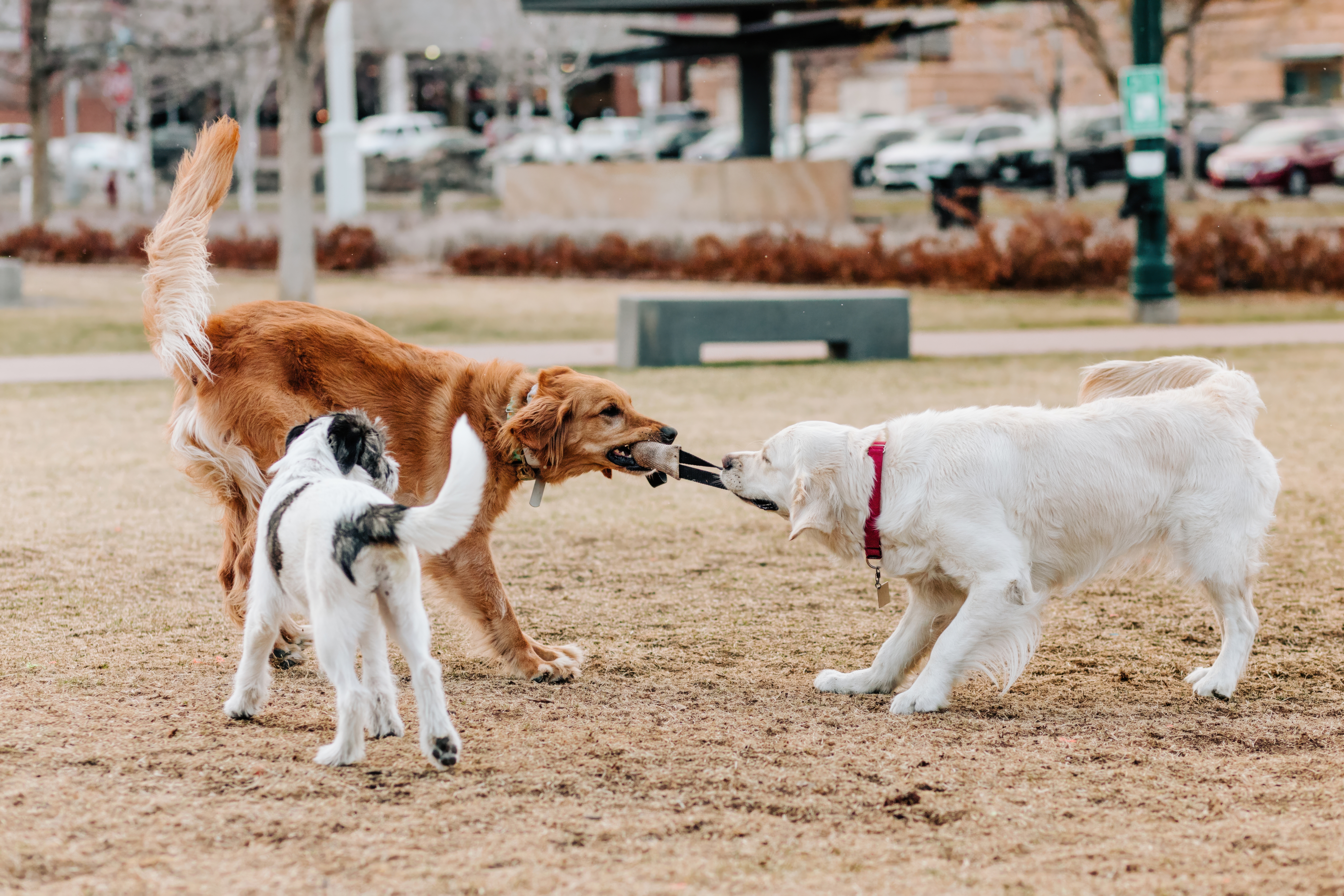 Overnight Dog Sitting Tallahassee