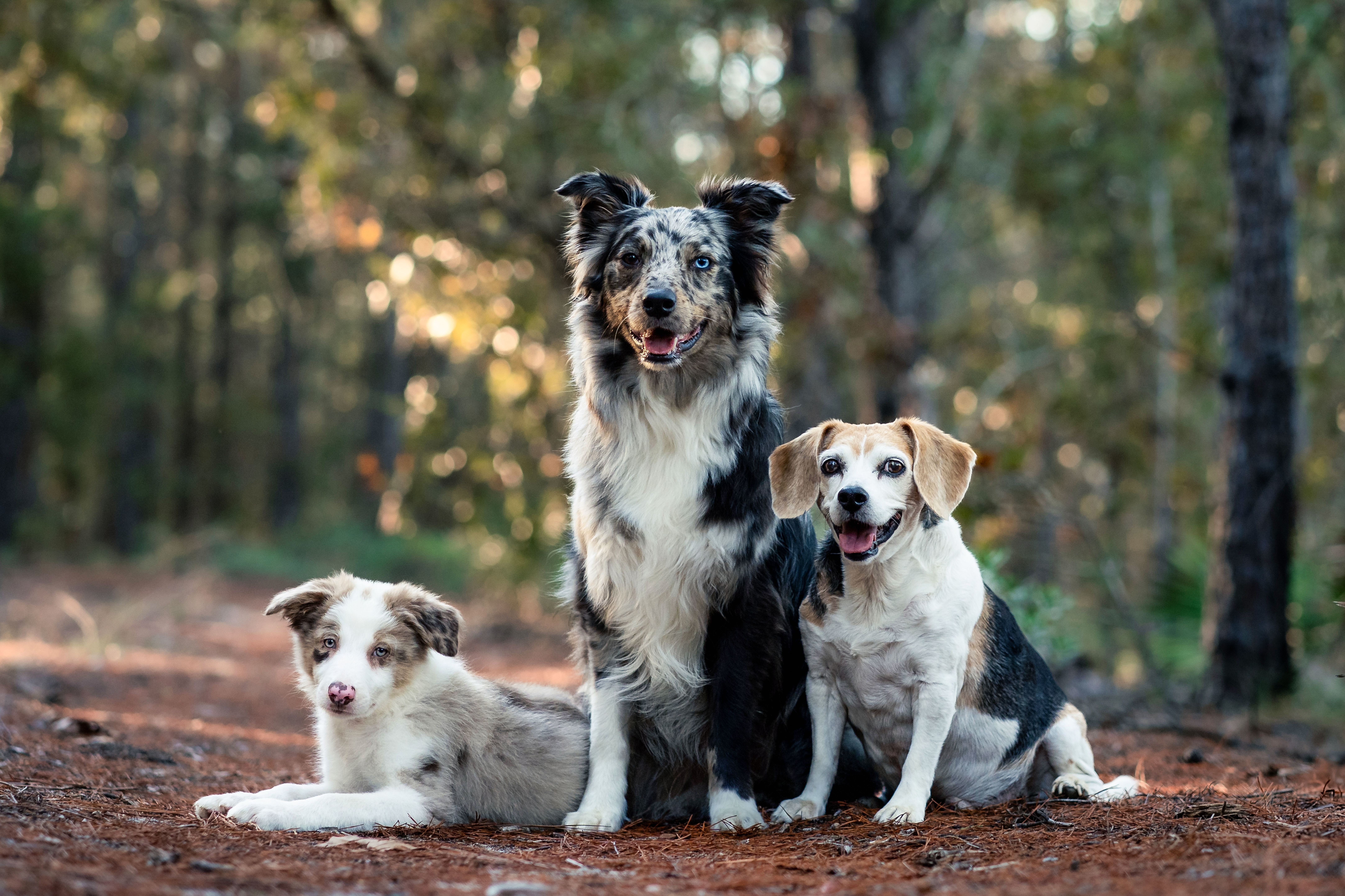In-home Dog Care Tallahassee