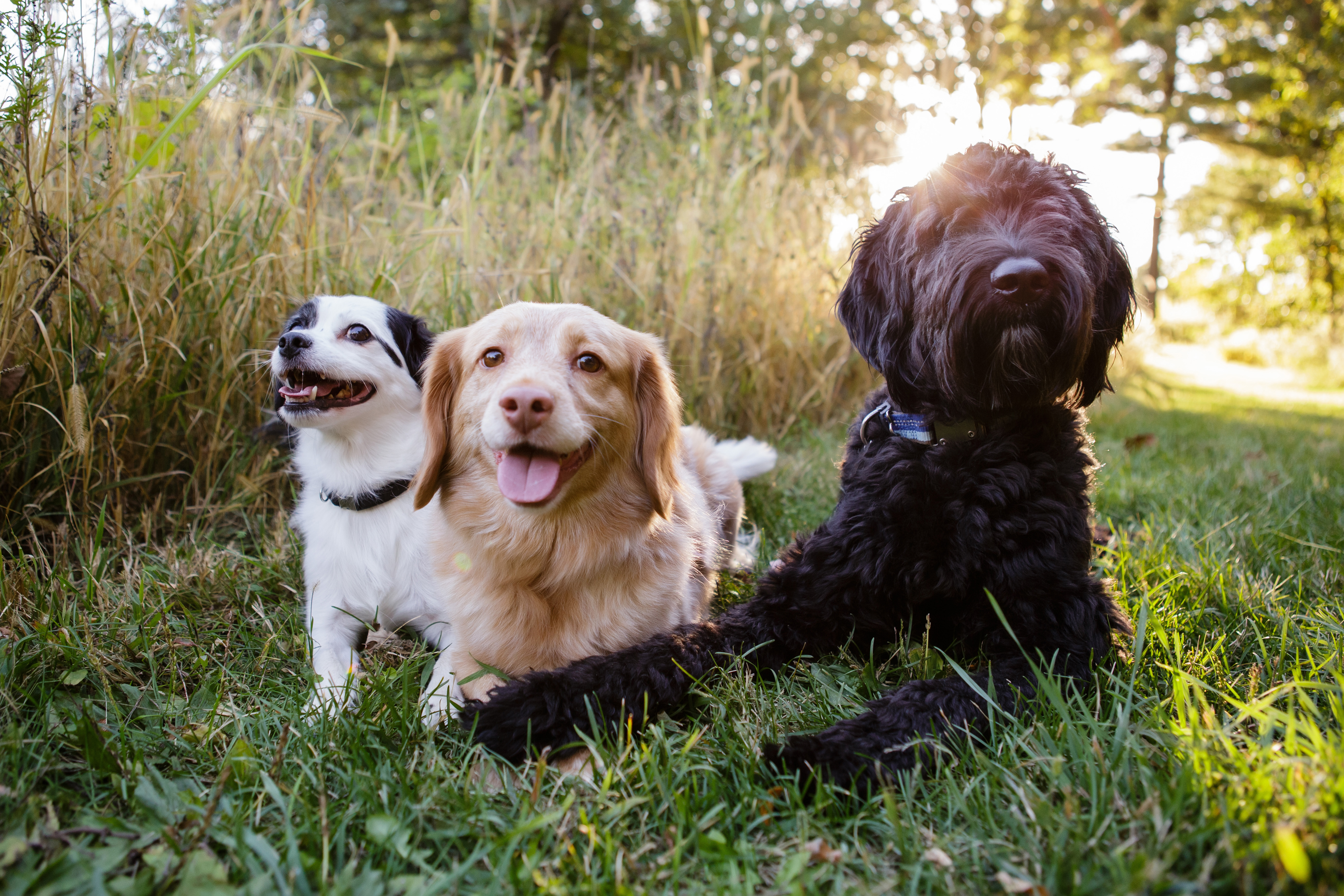 vacation pet sitter Tallahassee