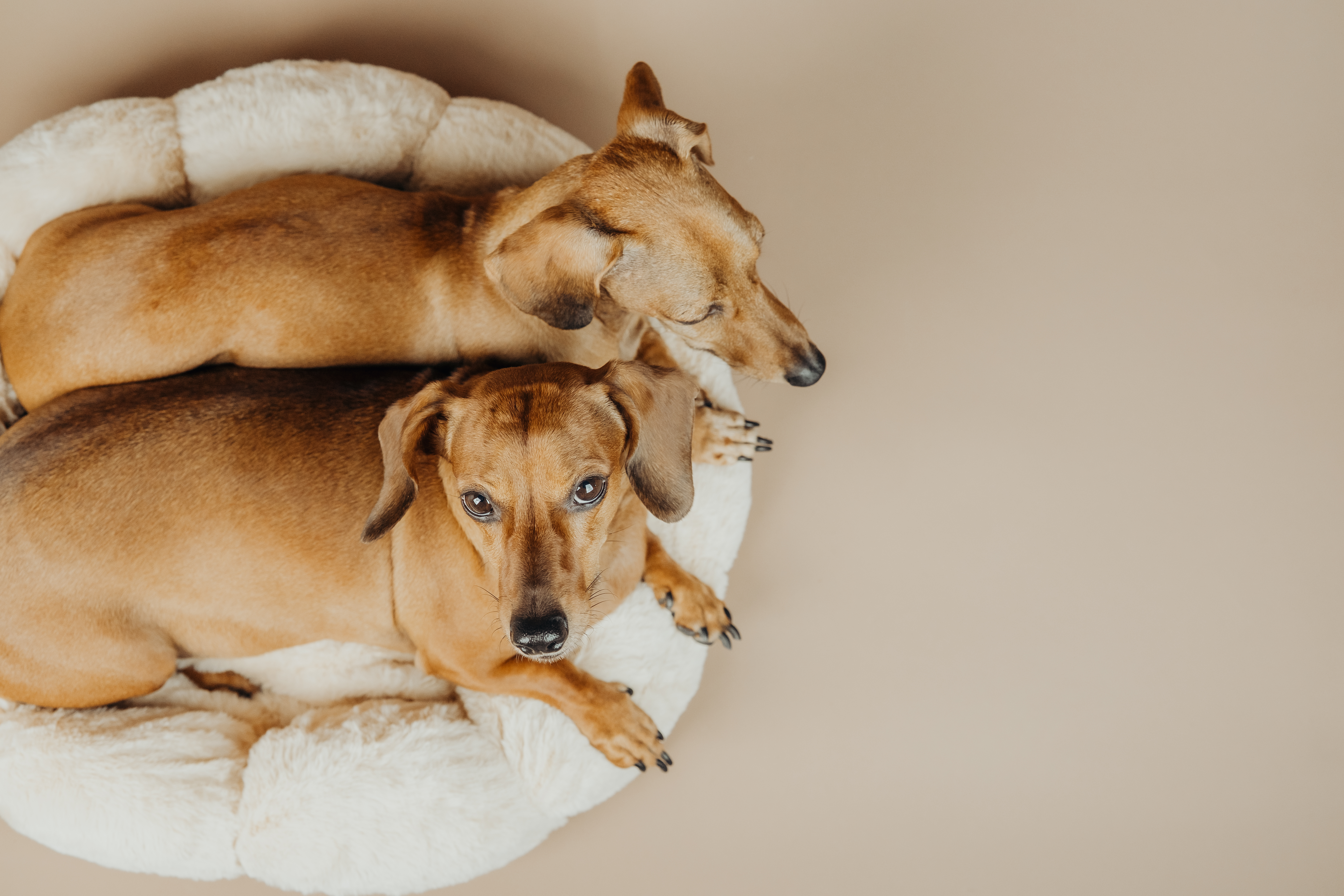 Overnight Dog Sitting Tallahassee