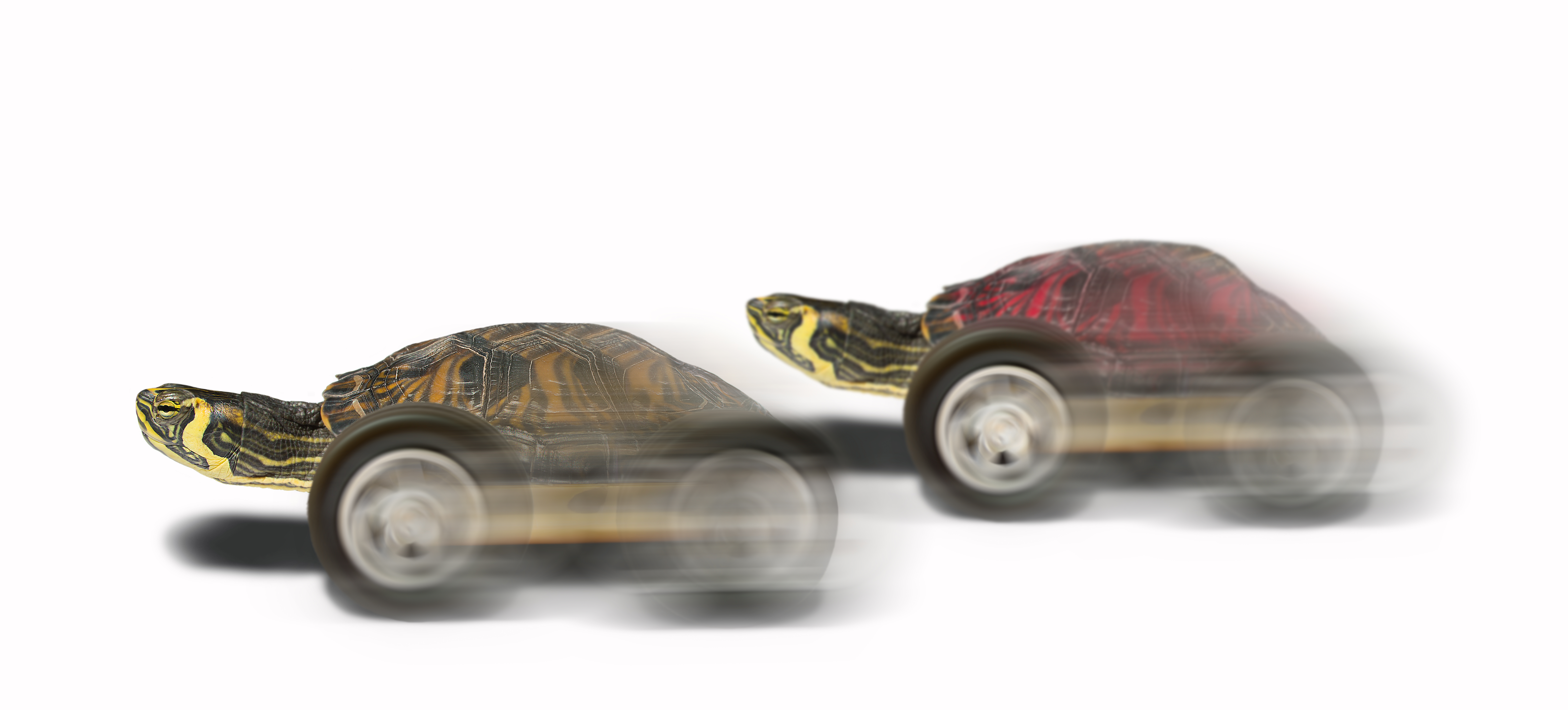 Tortoise Beating Rival A33D4Cf94B3D65D49293