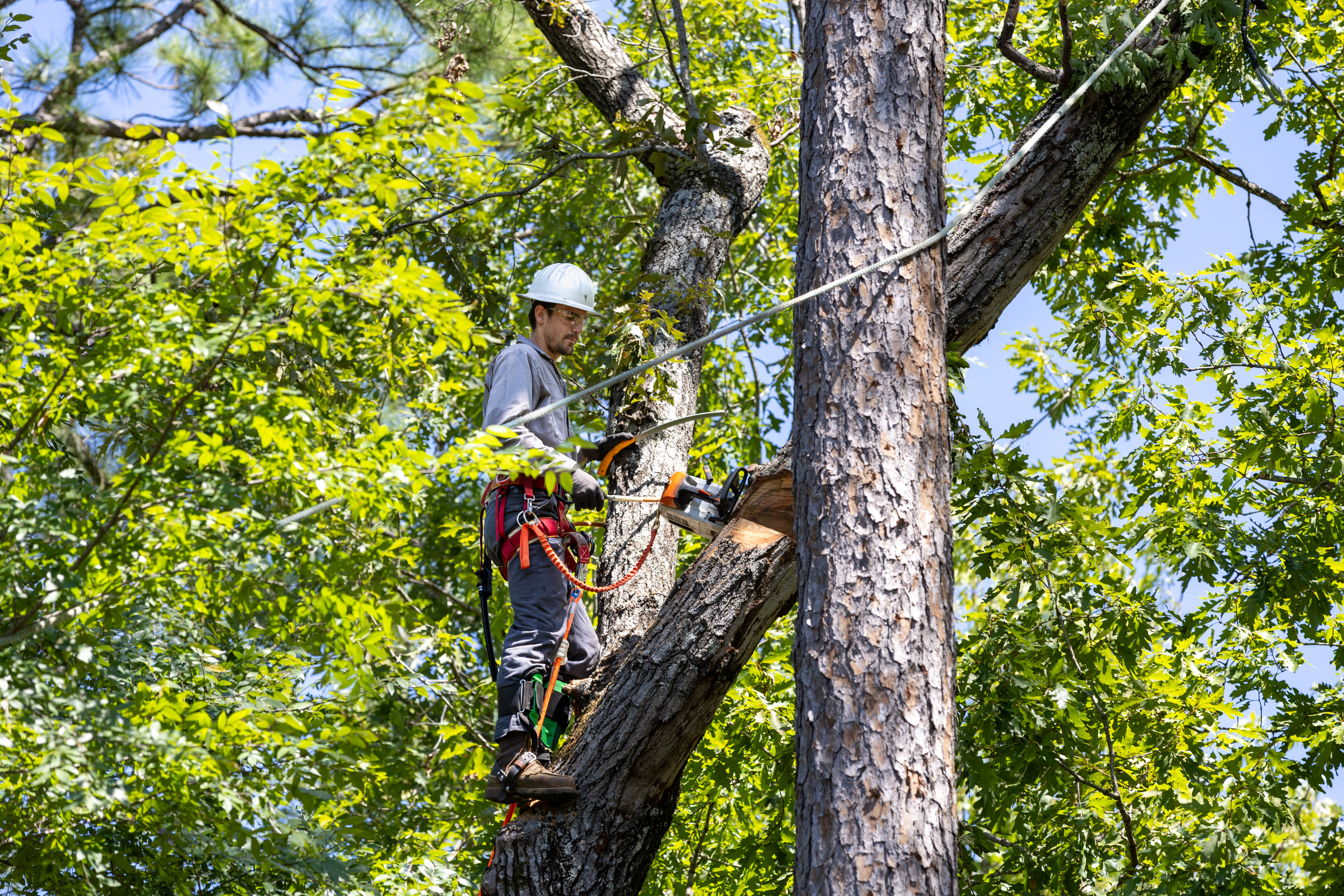 tree trimmer working to prune tree limbs 23634bc36697325786a3