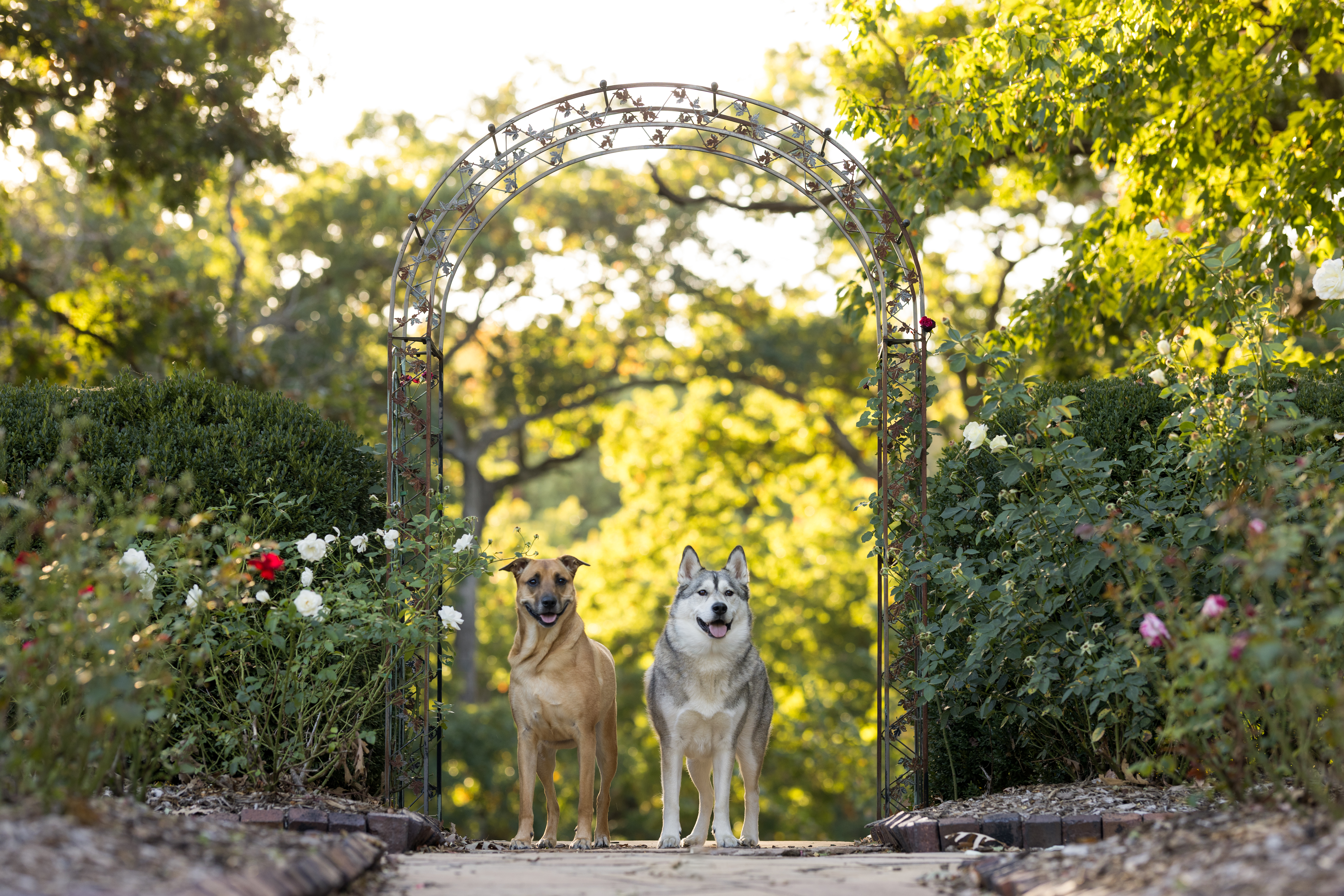 Affordable Pet Sitting Tallahassee