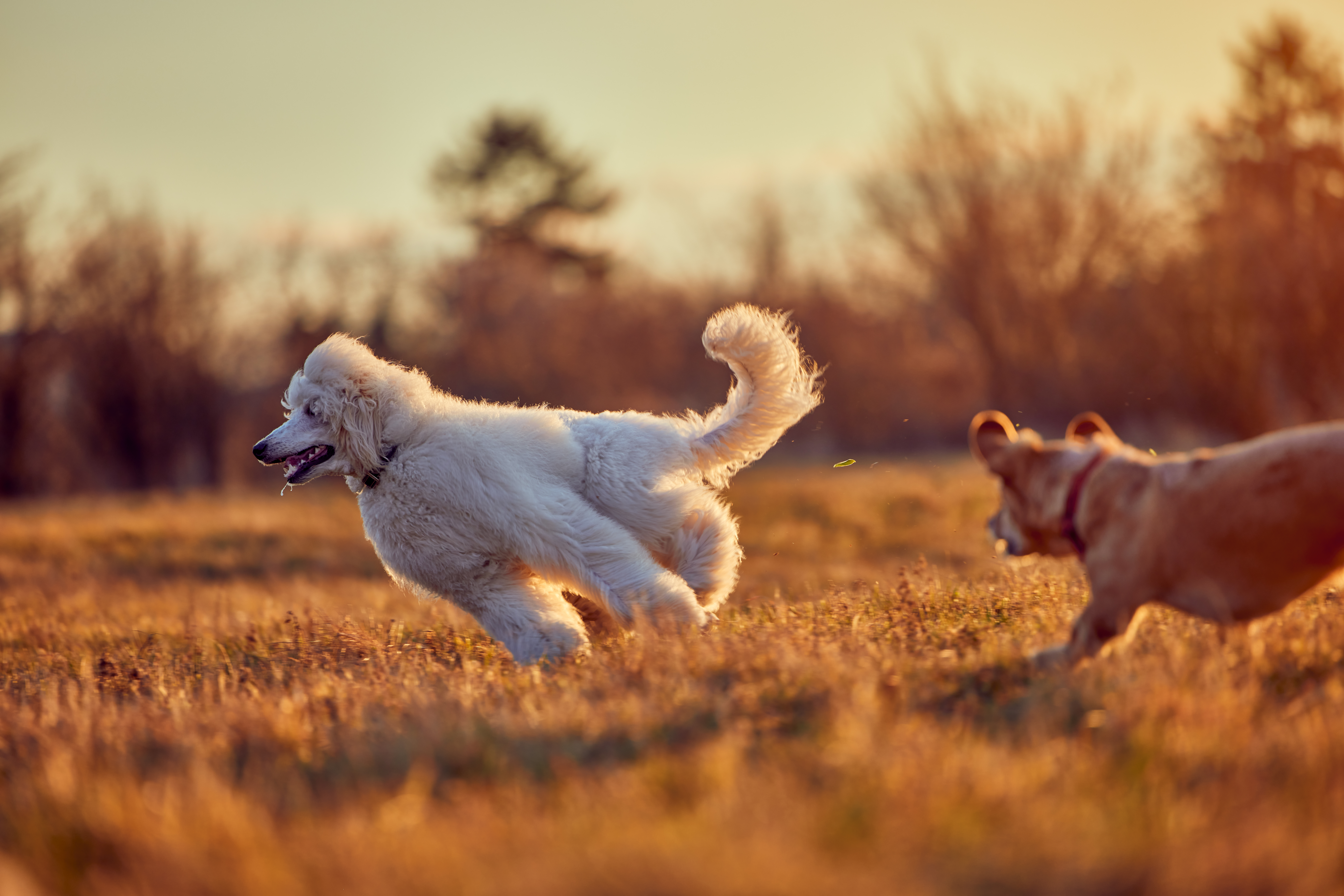 Professional Pet Sitter Near 32308