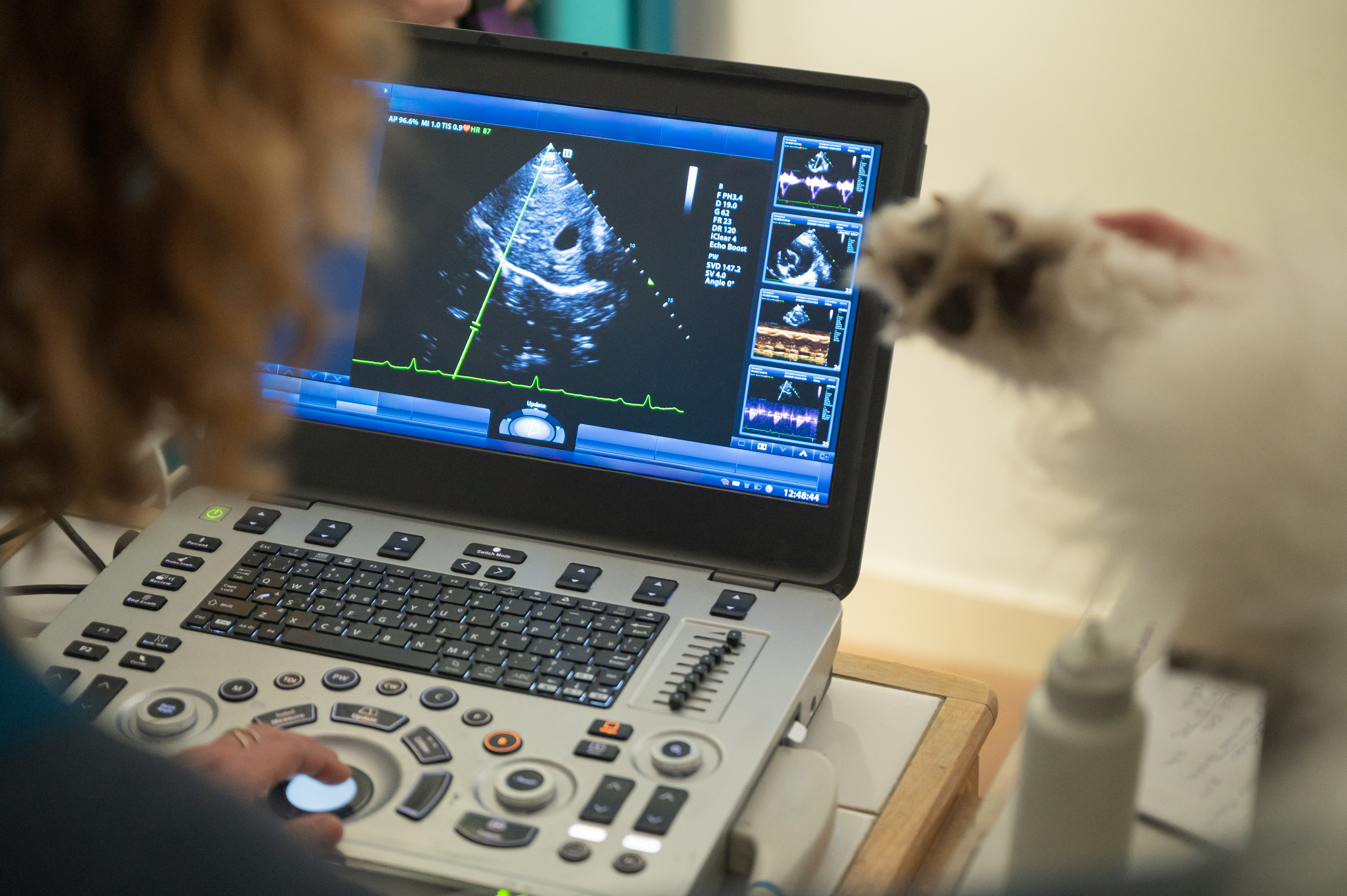 veterinarian examining ultrasound scan of dog in v dfb51778a67c45d2ca59