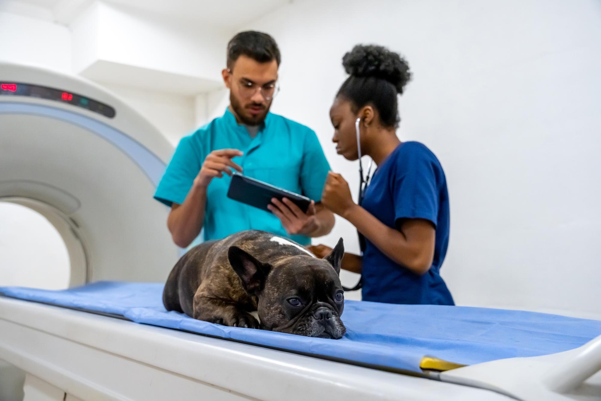 veterinarians discussing the mri results and looki 09a4fbd93041915e0d2d