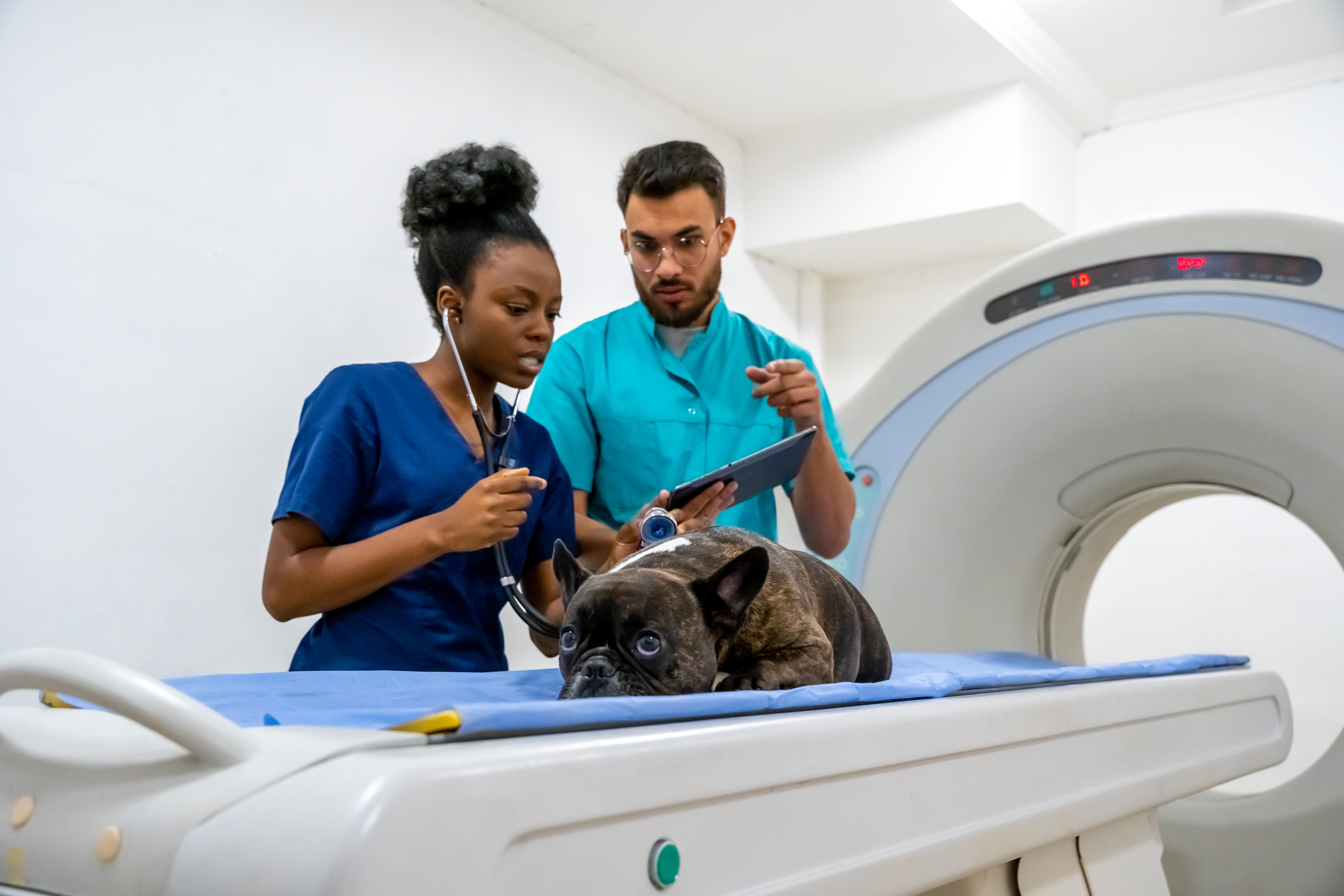 Avoiding Common Pitfalls in Selecting Veterinary Diagnostic Tools: A Guide for Clinics 12 veterinarians discussing the mri results and looki 61903eeadb618d6befbb