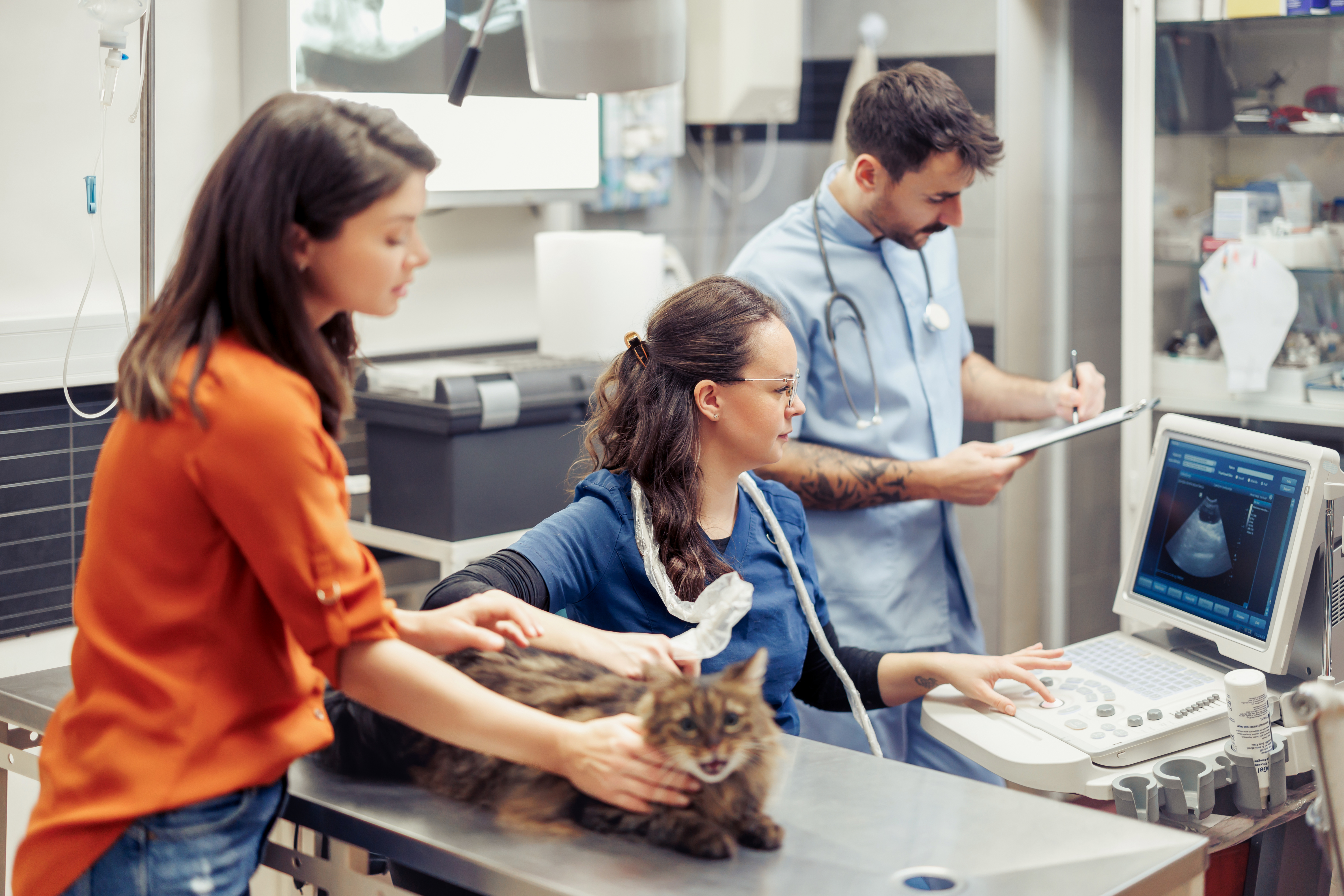 veterinary professionals examining a cat during an 57e626bdeecb8a683697