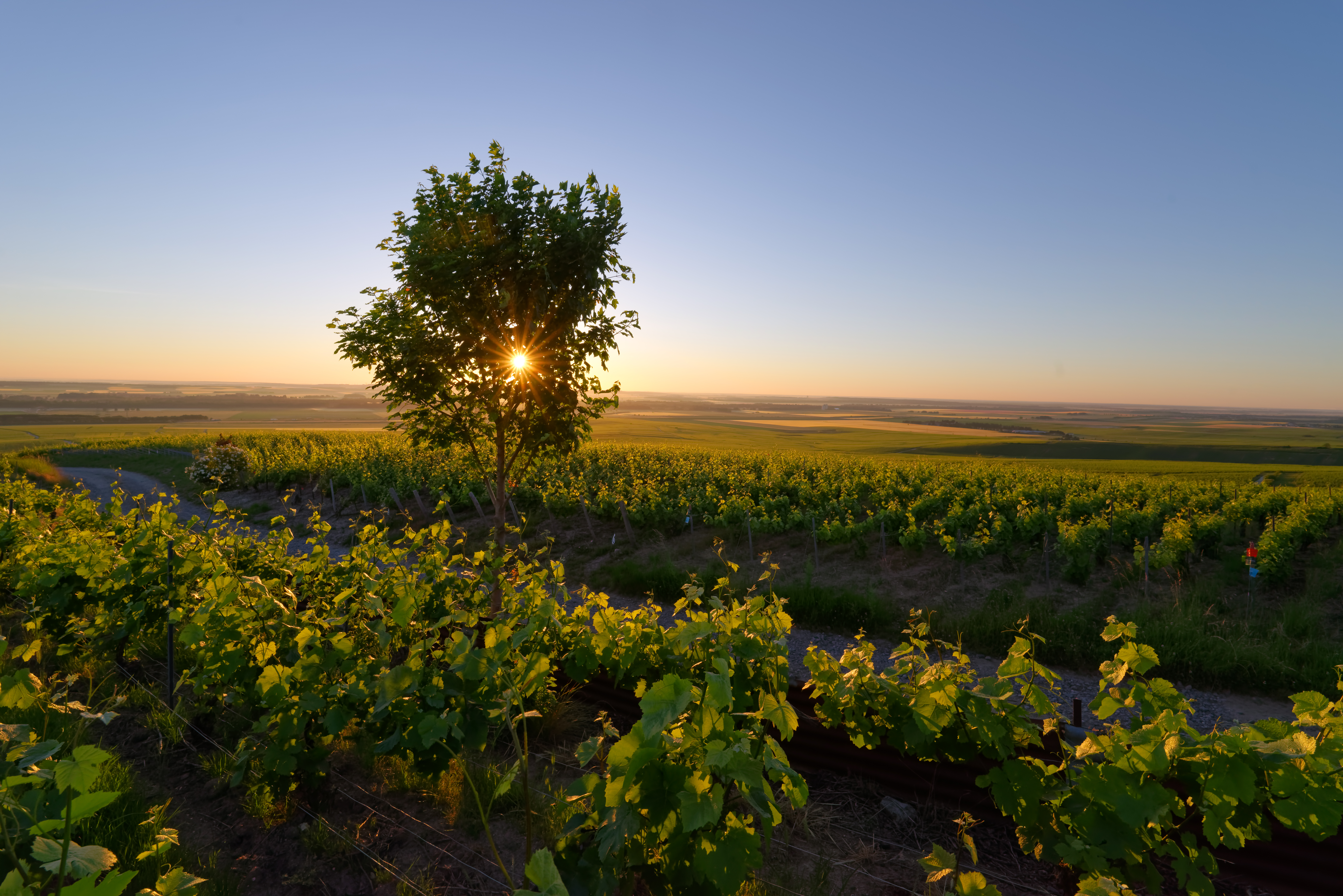 Hidden Gem Wineries in Texas Hill Country