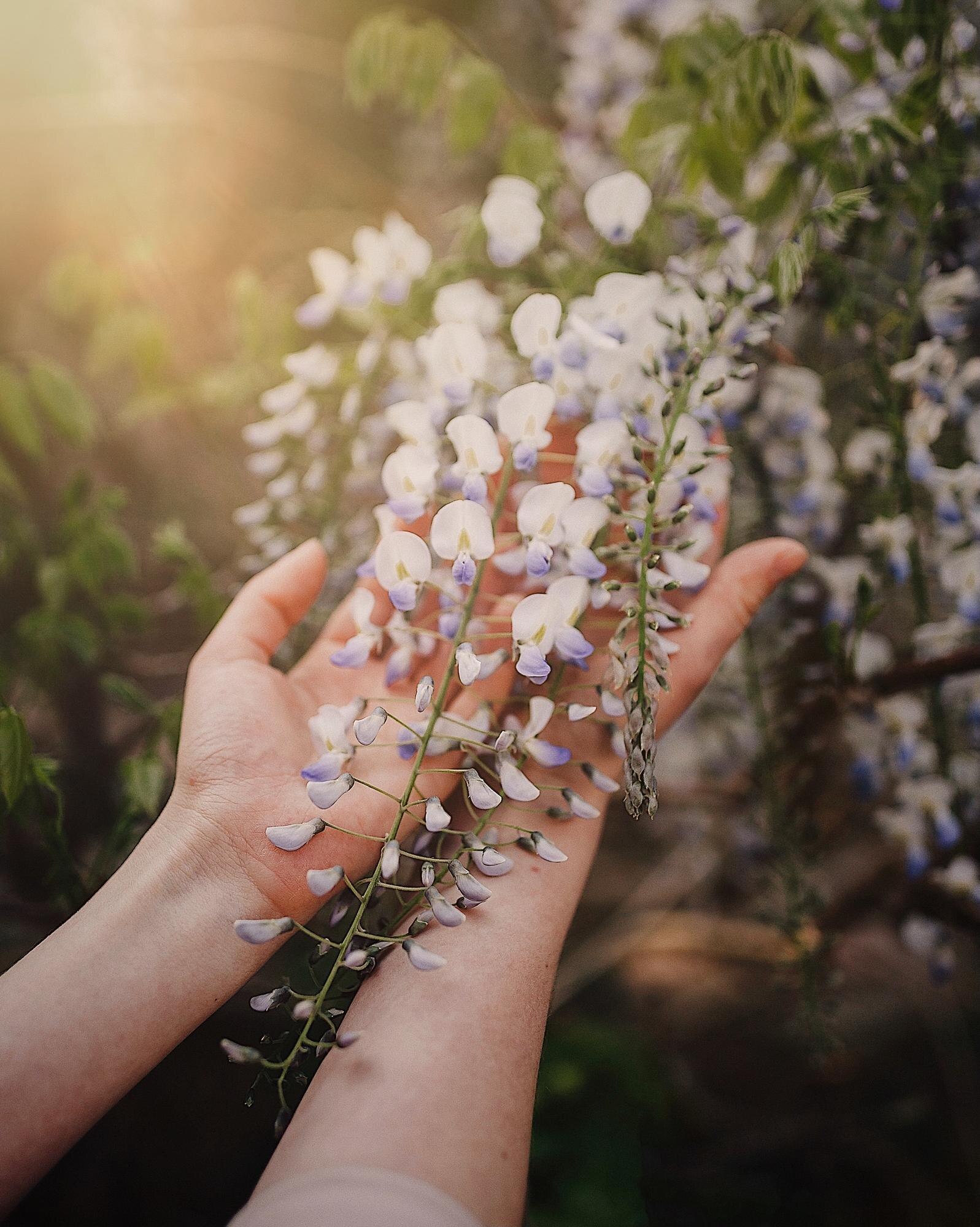 wisteria flowers in the hands of a girl with beaut 7a3480a48aca4c518a95