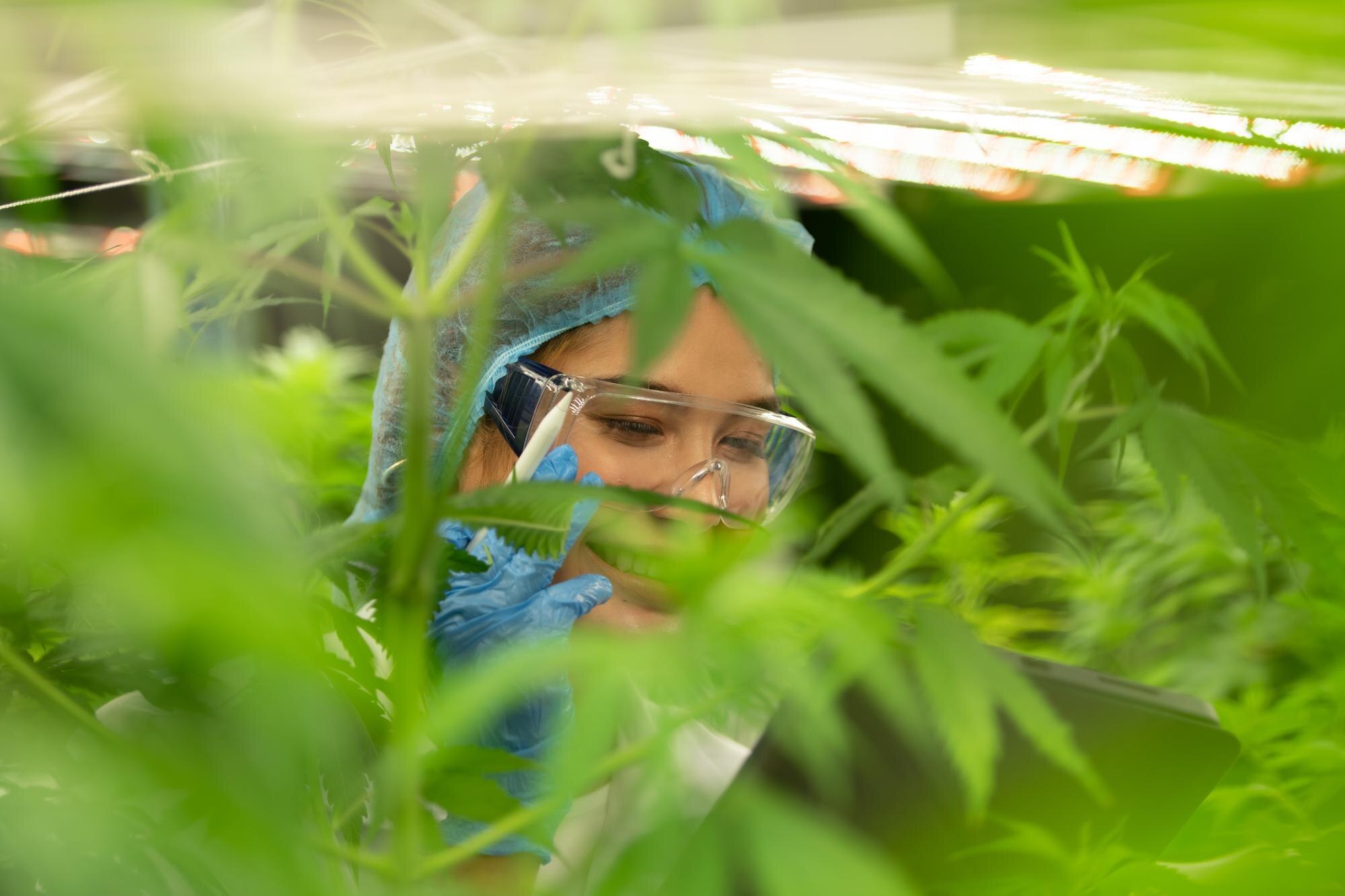 woman scientist at cannabis farm with a cannabis p 298000ddfc2aada13535