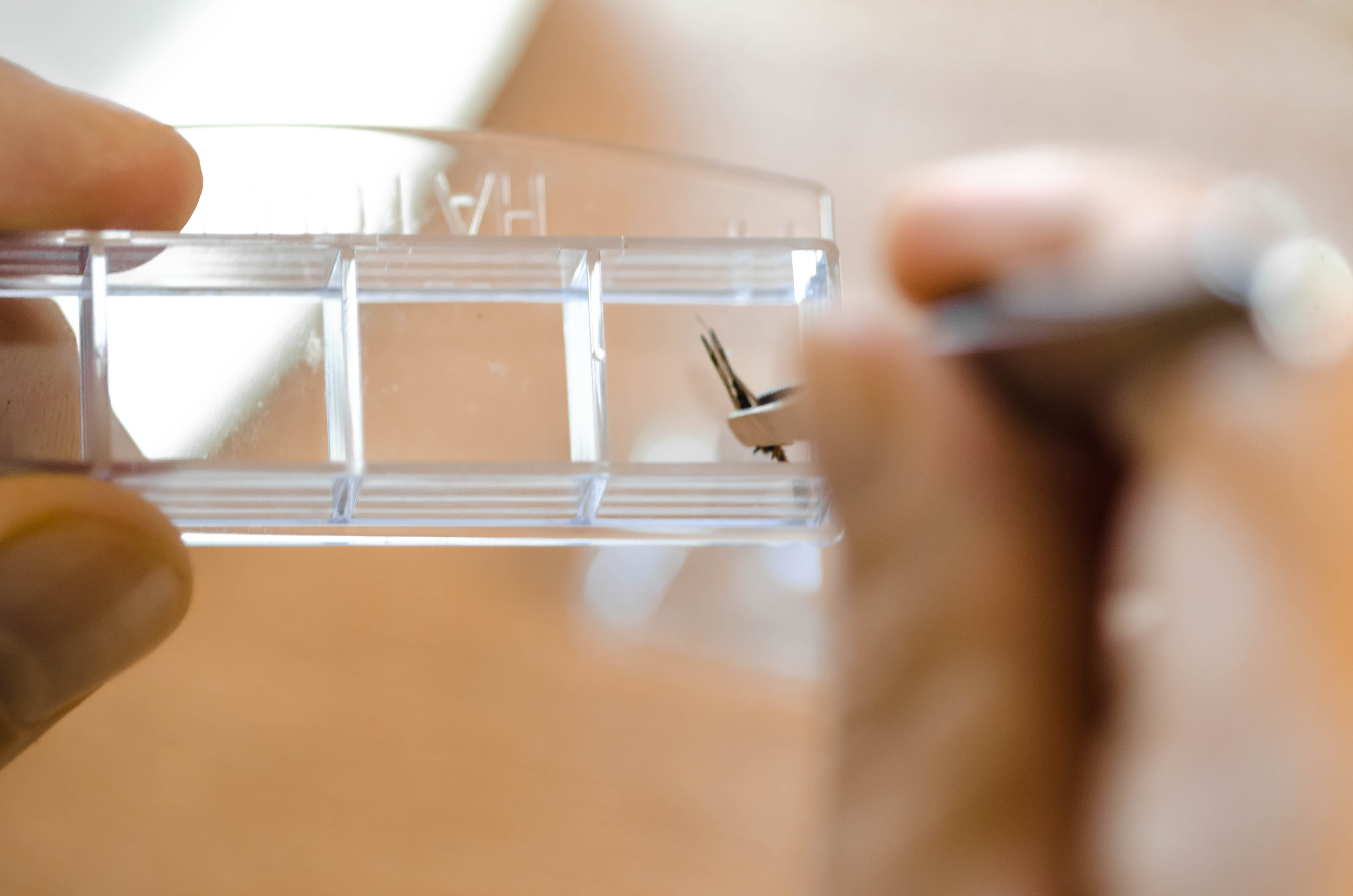 Why Local Plastic Fabrication Ensures Faster Turnaround and Quality Control 1 young female biology researcher entomologist pla fd9d46cd84964f5c9f0e