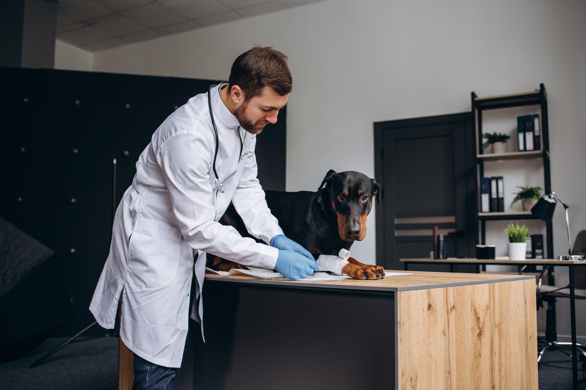 young man veterinarian examining dog on table in v 6b24b94827df2021b4ed