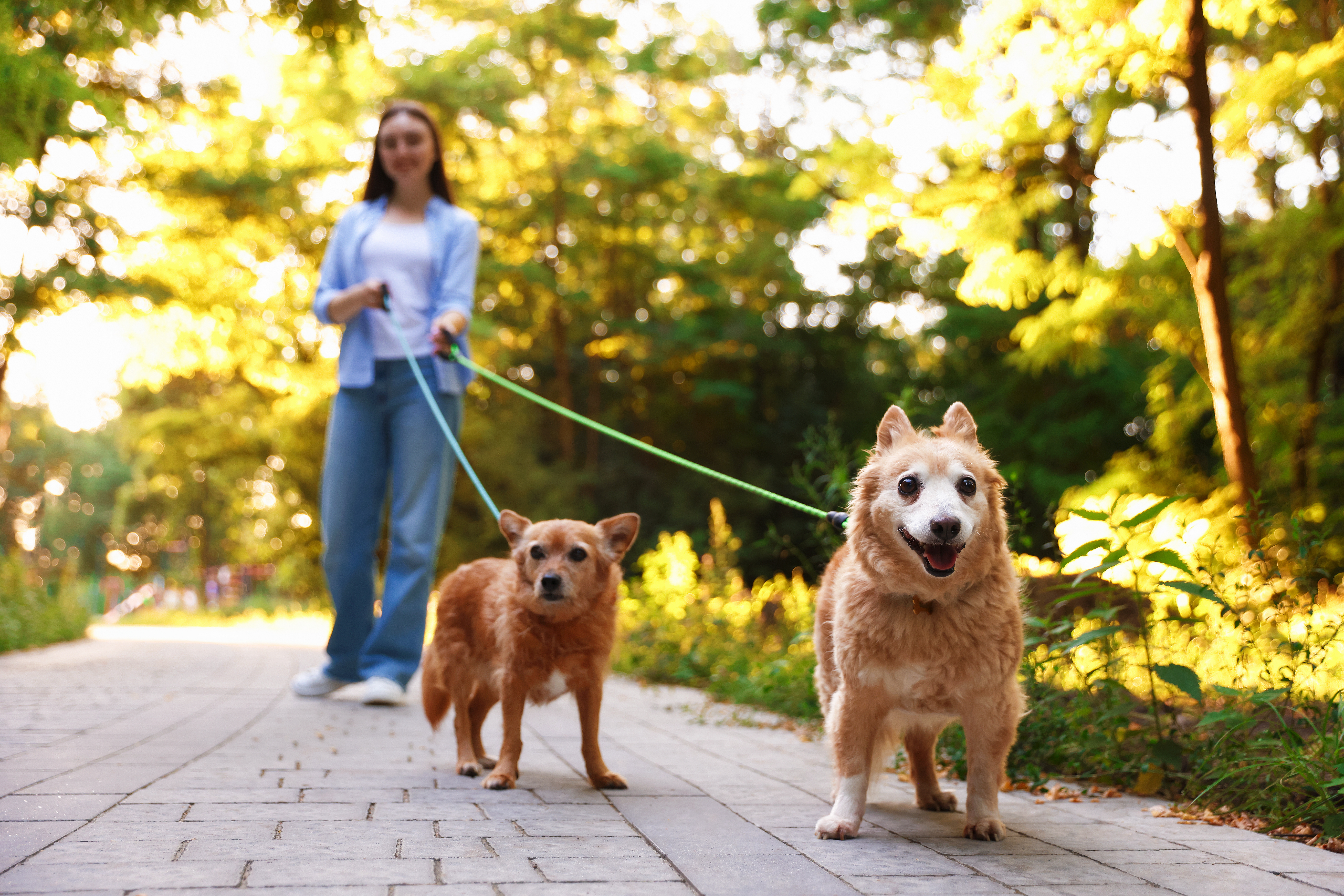 professional pet sitting Tallahassee